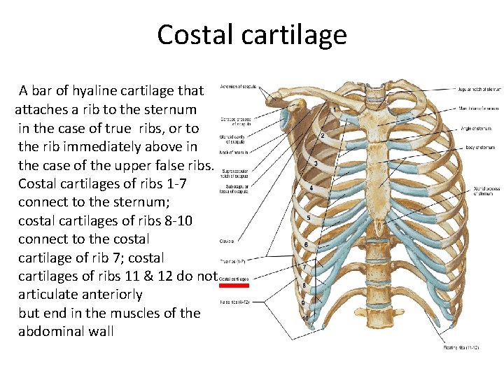 Costal cartilage A bar of hyaline cartilage that attaches a rib to the sternum Costal cartilage A bar of hyaline cartilage that attaches a rib to the sternum