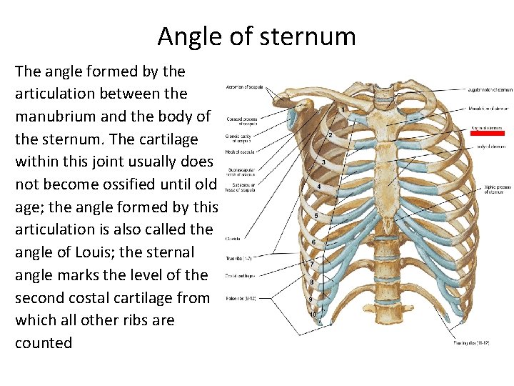 Angle of sternum The angle formed by the articulation between the manubrium and the Angle of sternum The angle formed by the articulation between the manubrium and the