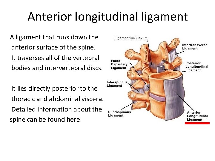 Anterior longitudinal ligament A ligament that runs down the anterior surface of the spine. Anterior longitudinal ligament A ligament that runs down the anterior surface of the spine.