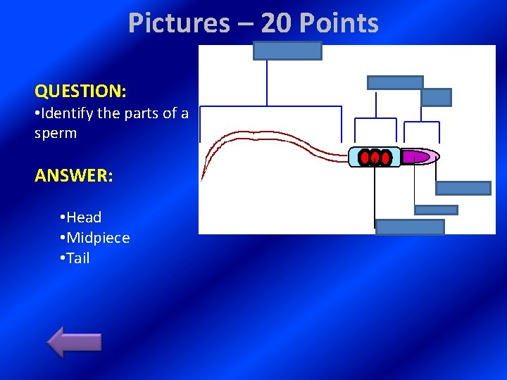 Pictures – 20 Points QUESTION: • Identify the parts of a sperm ANSWER: •