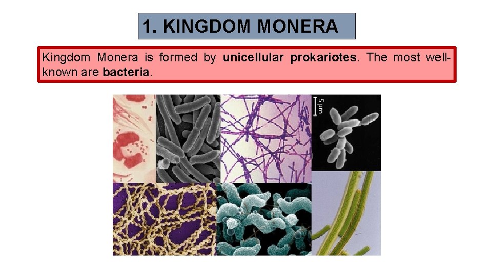 1. KINGDOM MONERA Kingdom Monera is formed by unicellular prokariotes. The most wellknown are