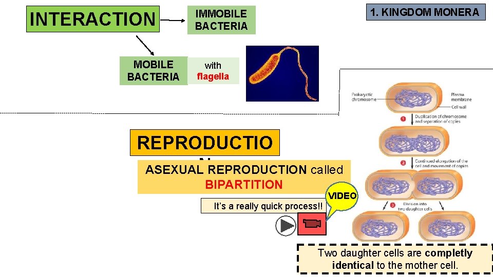 INTERACTION MOBILE BACTERIA 1. KINGDOM MONERA IMMOBILE BACTERIA with flagella REPRODUCTIO ASEXUALNREPRODUCTION called BIPARTITION