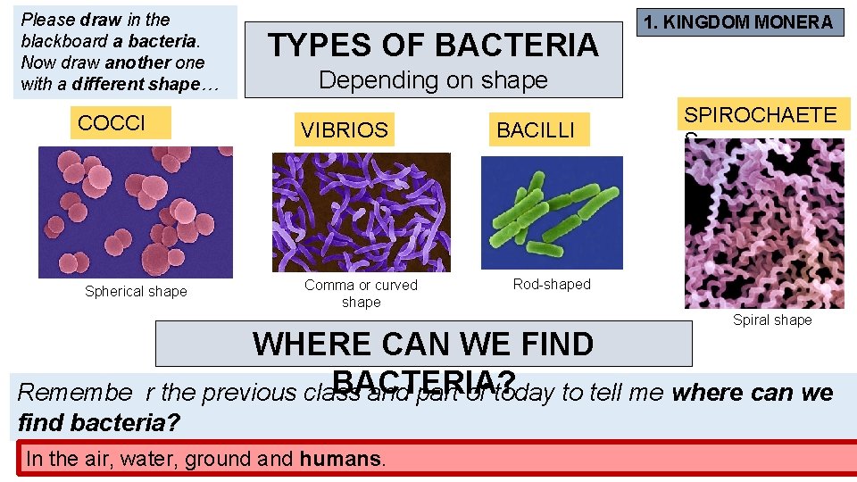 Please draw in the blackboard a bacteria. Now draw another one with a different