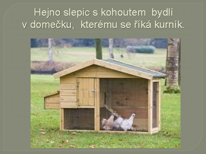 Hejno slepic s kohoutem bydlí v domečku, kterému se říká kurník. 