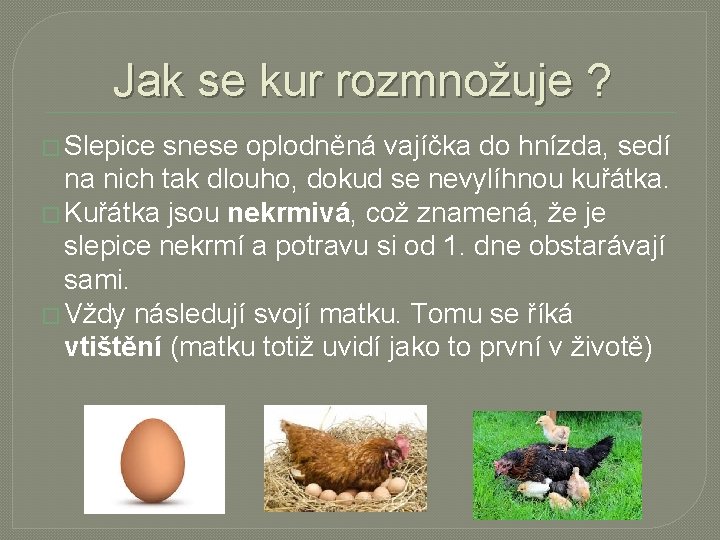 Jak se kur rozmnožuje ? � Slepice snese oplodněná vajíčka do hnízda, sedí na