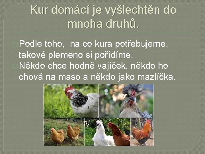 Kur domácí je vyšlechtěn do mnoha druhů. �Podle toho, na co kura potřebujeme, takové