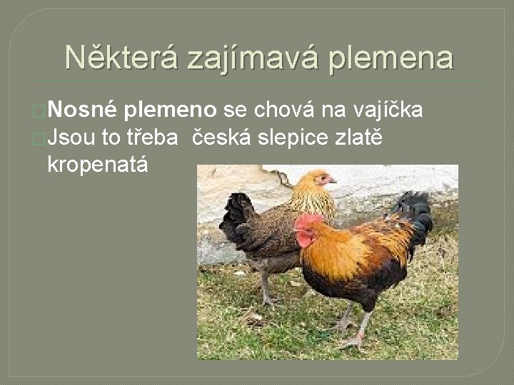Některá zajímavá plemena �Nosné plemeno se chová na vajíčka �Jsou to třeba česká slepice