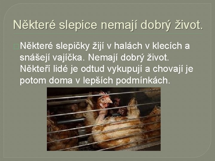 Některé slepice nemají dobrý život. �Některé slepičky žijí v halách v klecích a snášejí