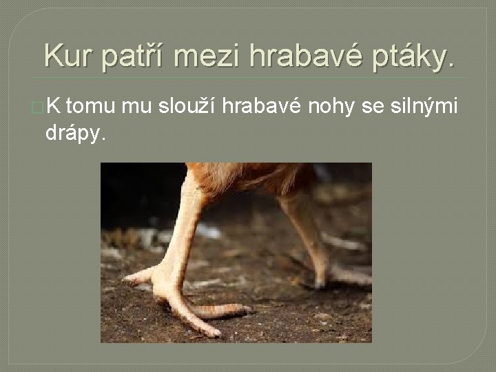 Kur patří mezi hrabavé ptáky. �K tomu mu slouží hrabavé nohy se silnými drápy.