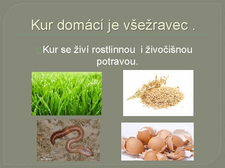 Kur domácí je všežravec. �Kur se živí rostlinnou i živočišnou potravou. 