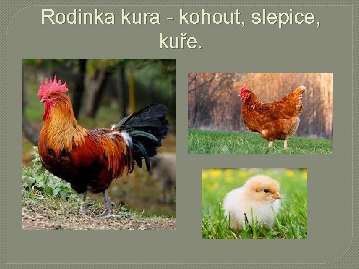 Rodinka kura - kohout, slepice, kuře. 