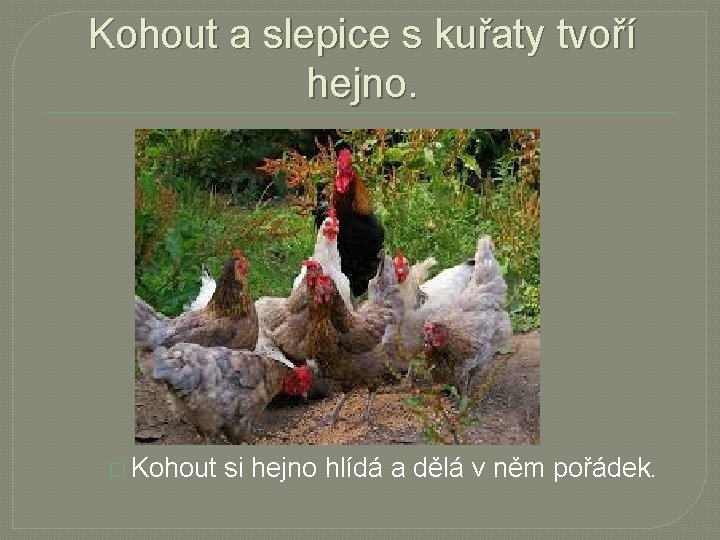 Kohout a slepice s kuřaty tvoří hejno. � Kohout si hejno hlídá a dělá