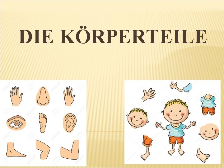 DIE KÖRPERTEILE 