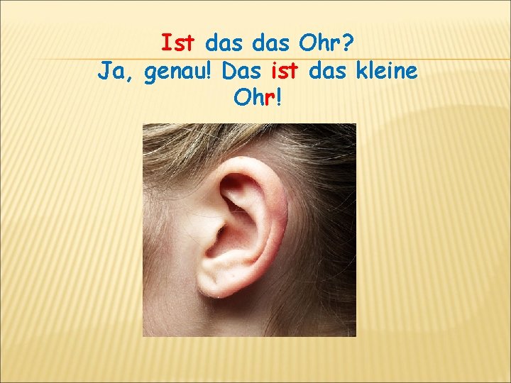 Ist das Ohr? Ja, genau! Das ist das kleine Ohr! 