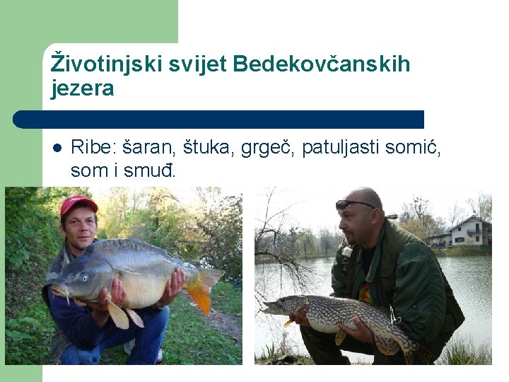Životinjski svijet Bedekovčanskih jezera l Ribe: šaran, štuka, grgeč, patuljasti somić, som i smuđ.