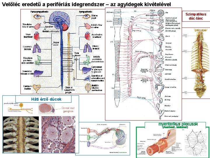 Velőléc eredetű a perifériás idegrendszer – az agyidegek kivételével Szimpatikus dúc-lánc Háti érző dúcok