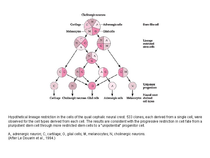 Hypothetical lineage restriction in the cells of the quail cephalic neural crest. 533 clones,