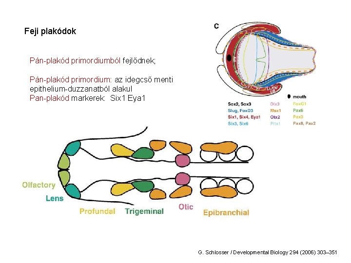 Feji plakódok Pán-plakód primordiumból fejlődnek; Pán-plakód primordium: az idegcső menti epithelium-duzzanatból alakul Pan-plakód markerek: