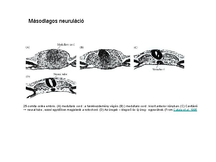 Másodlagos neuruláció 25 -somita csirke embrio. (A) medullaris cord : a farokkezdemény végén. (B)