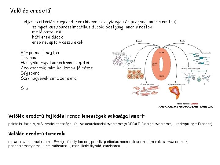 Velőléc eredetű: Teljes perifériás idegrendszer (kivéve az agyidegek és preganglionáris rostok) szimpatikus /paraszimpatikus dúcok;