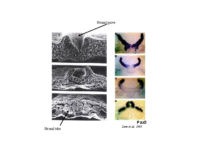 Neural grove Pax 3 Neural tube Liem et al. , 1995 