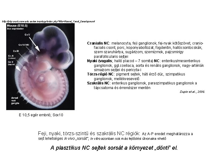 http: //php. med. unsw. edu. au/embryology/index. php? title=Neural_Crest_Development Cranialis NC: melanocyta, feji ganglionok, fej-nyak