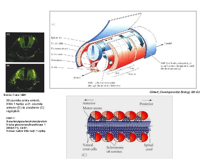 Gilbert; Developmental Biology 6 th Ed Bronner-Fraser 1986; 38 szomita csirke embrió; HNK-1 festés