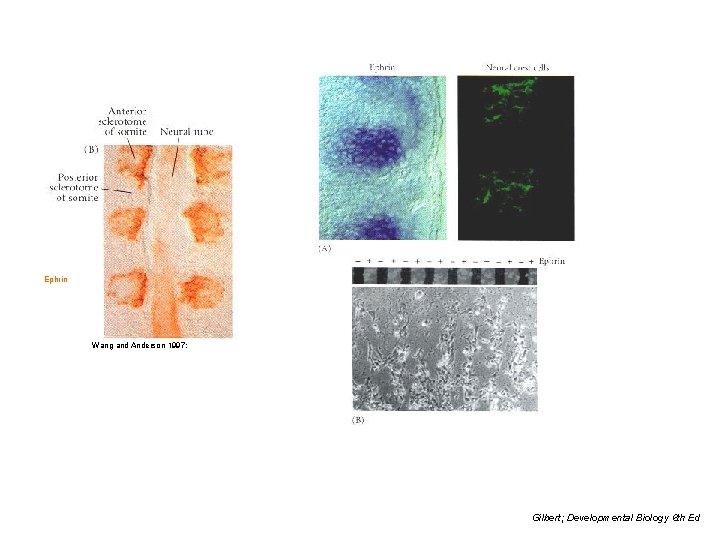 Ephrin Wang and Anderson 1997; Gilbert; Developmental Biology 6 th Ed 