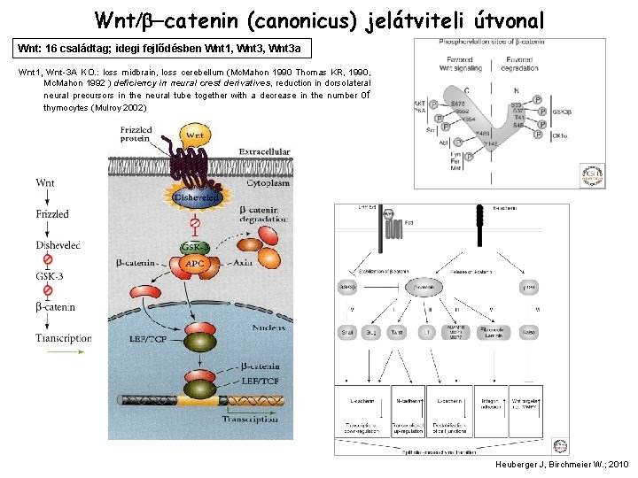 Wnt/b-catenin (canonicus) jelátviteli útvonal Wnt: 16 családtag; idegi fejlődésben Wnt 1, Wnt 3 a