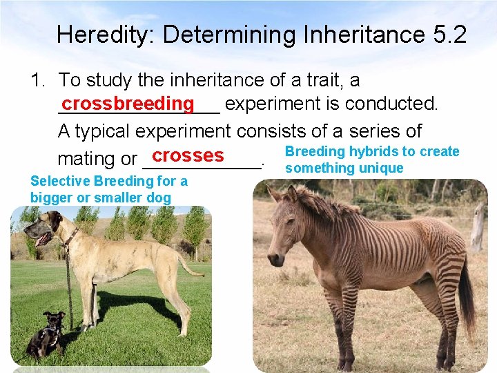 Heredity: Determining Inheritance 5. 2 1. To study the inheritance of a trait, a