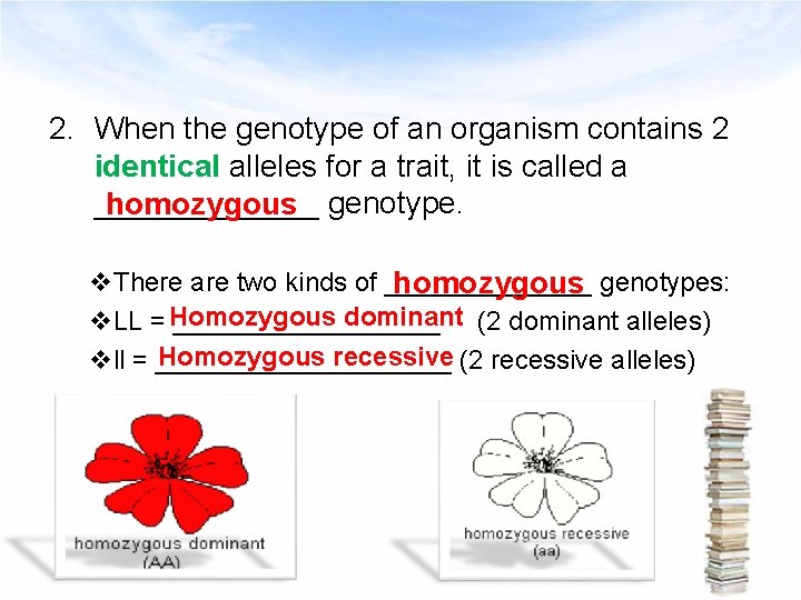 2. When the genotype of an organism contains 2 identical alleles for a trait,