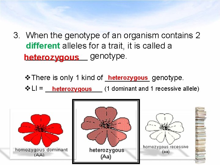 3. When the genotype of an organism contains 2 different alleles for a trait,