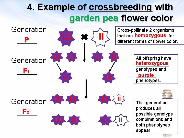 4. Example of crossbreeding with garden pea flower color Generation _____ P LL Ll