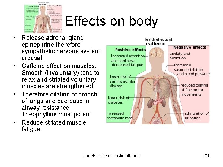 Effects on body • Release adrenal gland epinephrine therefore sympathetic nervous system arousal. •