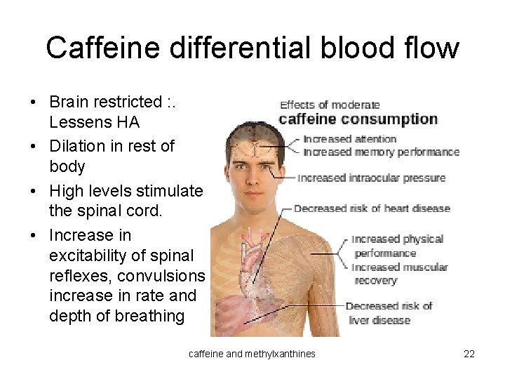 Caffeine differential blood flow • Brain restricted : . Lessens HA • Dilation in