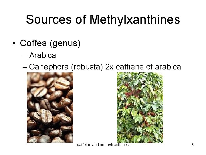 Sources of Methylxanthines • Coffea (genus) – Arabica – Canephora (robusta) 2 x caffiene