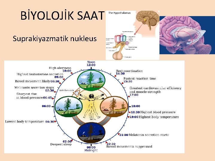 BİYOLOJİK SAAT Suprakiyazmatik nukleus BİYOLOJİK SAAT Suprakiyazmatik nukleus