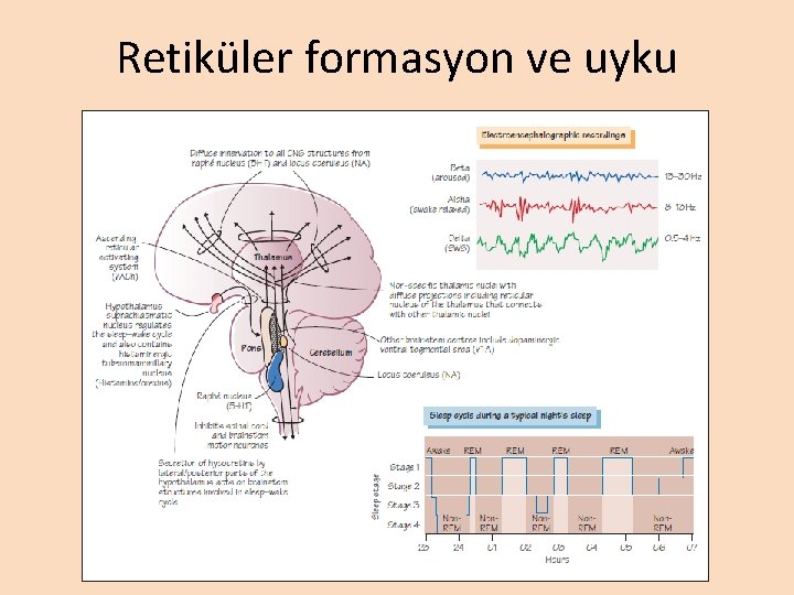 Retiküler formasyon ve uyku Retiküler formasyon ve uyku
