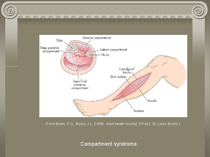(From Beare, P. G. , Myers, J. L. [1998]. Adult health nursing. [3 rd