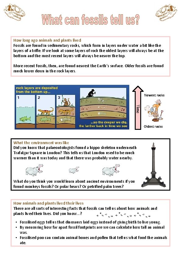 How long ago animals and plants lived Fossils are found in sedimentary rocks, which