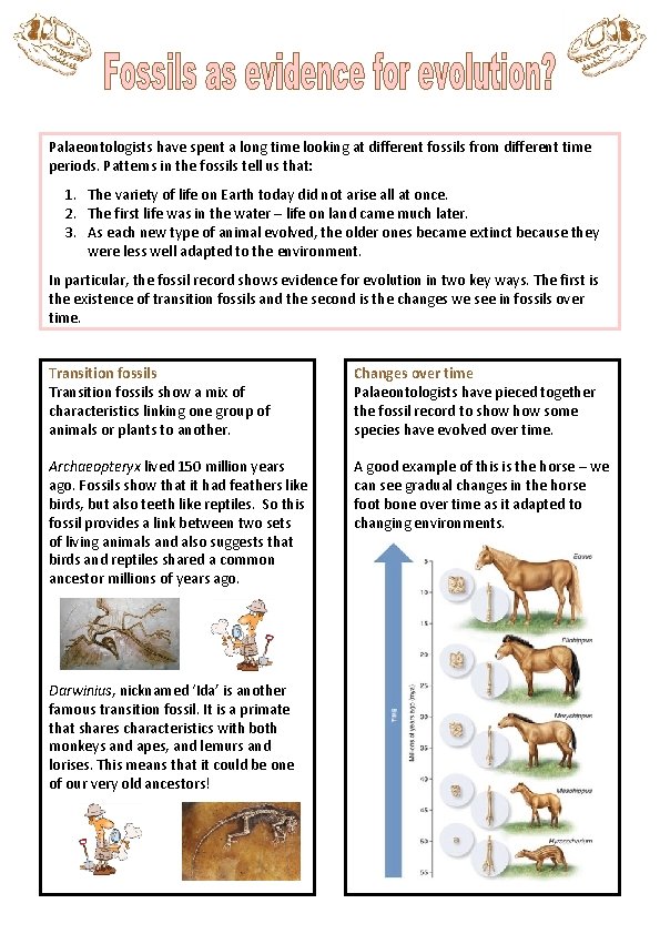 Palaeontologists have spent a long time looking at different fossils from different time periods.