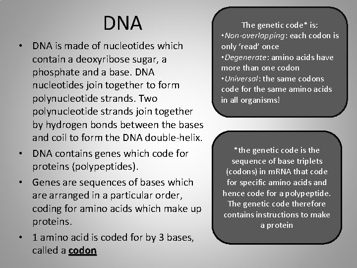 DNA • DNA is made of nucleotides which contain a deoxyribose sugar, a phosphate