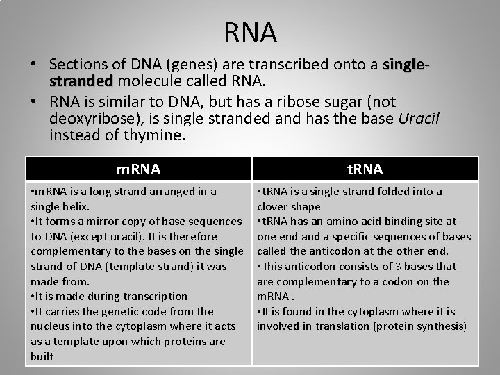 RNA • Sections of DNA (genes) are transcribed onto a singlestranded molecule called RNA.