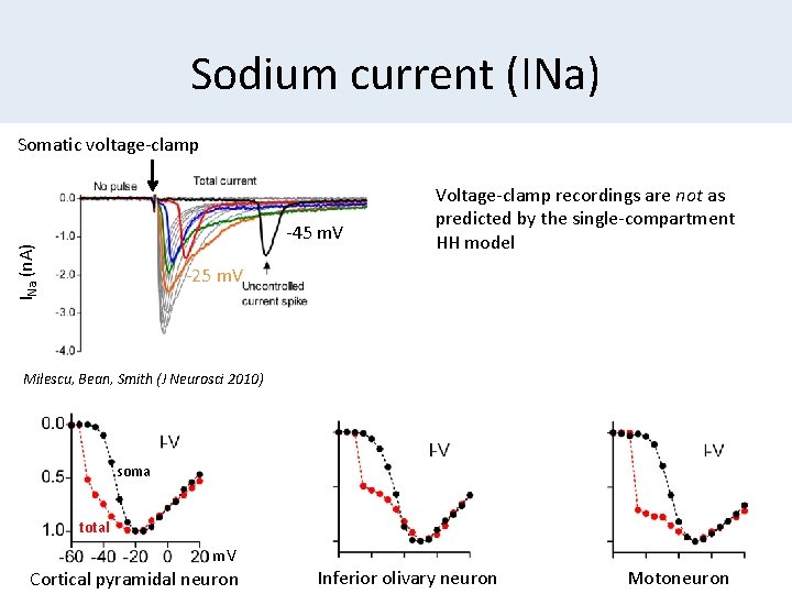 Sodium current (INa) Somatic voltage-clamp INa (n. A) -45 m. V Voltage-clamp recordings are