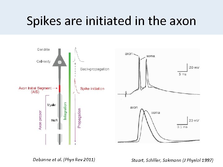 Spikes are initiated in the axon Debanne et al. (Phys Rev 2011) Stuart, Schiller,