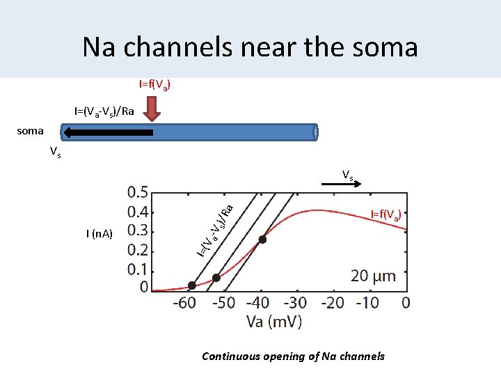 Na channels near the soma I=f(Va) I=(Va-Vs)/Ra soma Vs I=f(Va) I=( V I (n.
