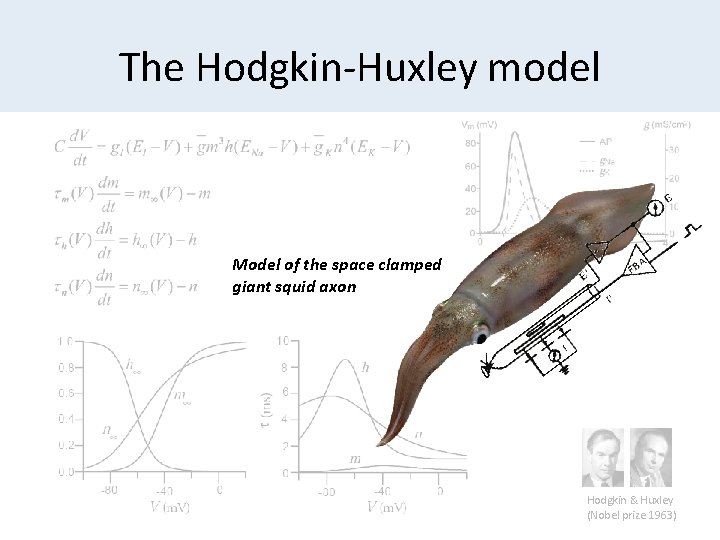 The Hodgkin-Huxley model Model of the space clamped giant squid axon Hodgkin & Huxley