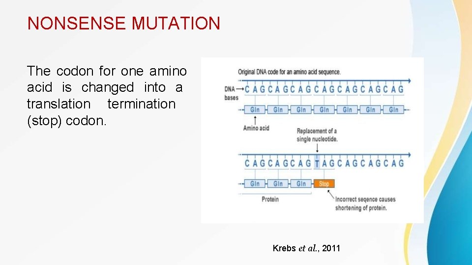 NONSENSE MUTATION The codon for one amino acid is changed into a translation termination