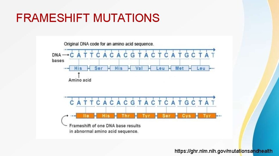 FRAMESHIFT MUTATIONS https: //ghr. nlm. nih. gov/mutationsandhealth 
