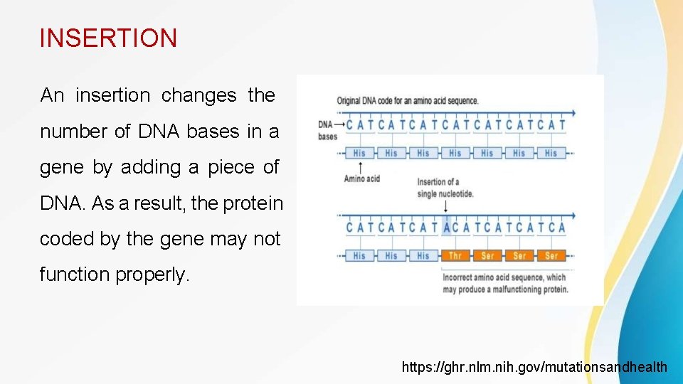 INSERTION An insertion changes the number of DNA bases in a gene by adding